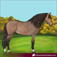 Horse Color:Bay Dun