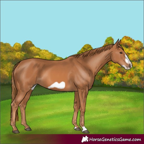 Horse Color:Chestnut Frame 
