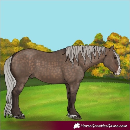Horse Color:Silver Brown Dun Splash
