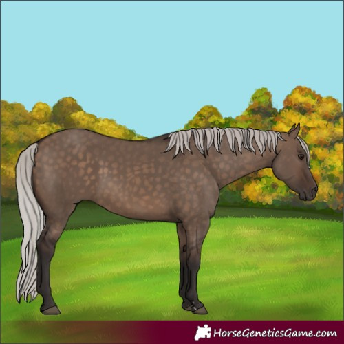 Horse Color:Silver Brown Dun 