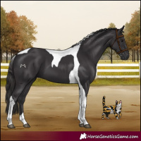 Horse Color:Smoky Black Tobiano 