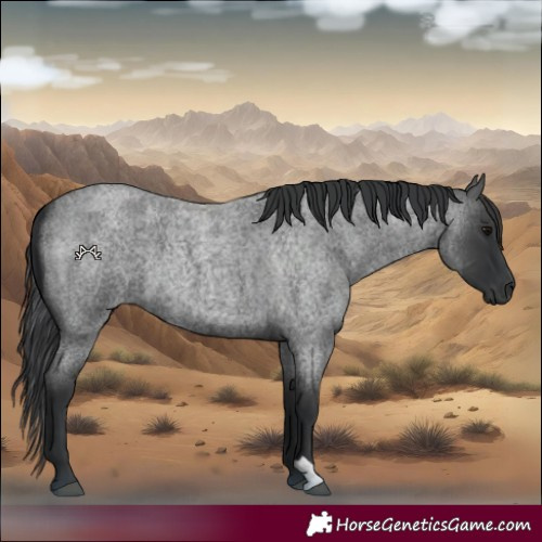Horse Color:Blue Roan 