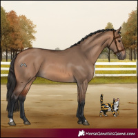 Horse Color:Bay Dun