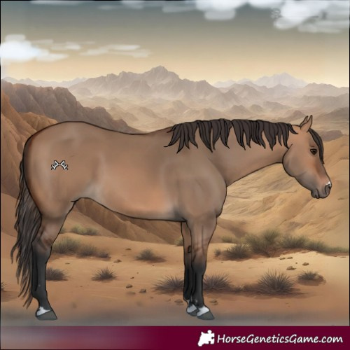 Horse Color:Bay Dun 