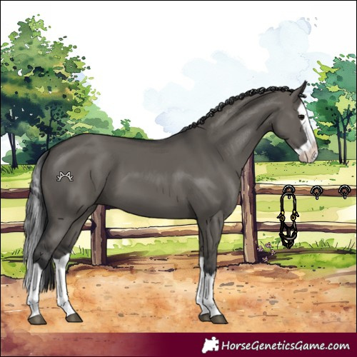 Horse Color:Grullo Splash