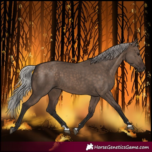 Horse Color:Silver Brown Dun 