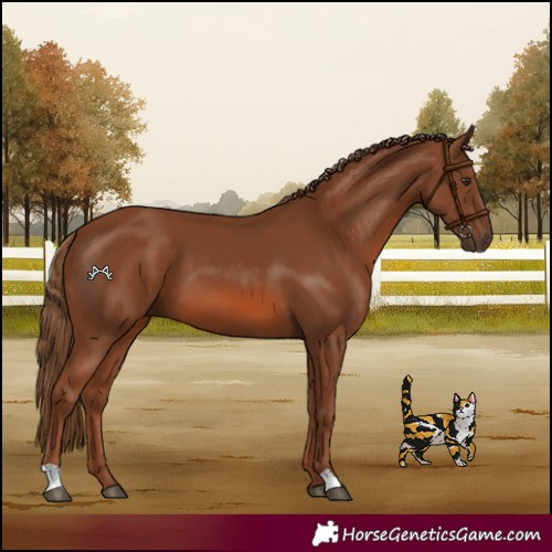 Horse Color:Chestnut 