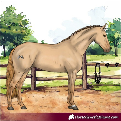 Horse Color:Red Dun