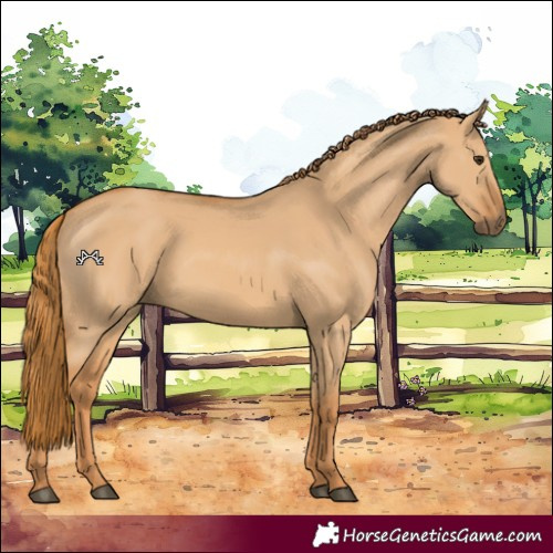 Horse Color:Red Dun 