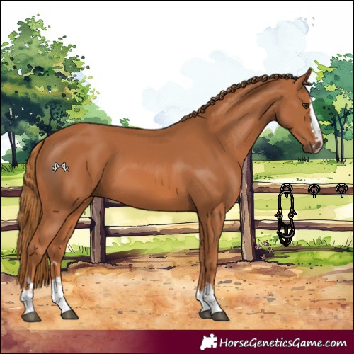 Horse Color:Chestnut 