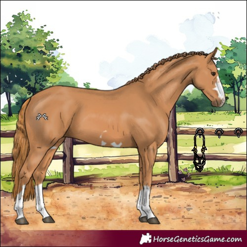 Horse Color:Chestnut 
