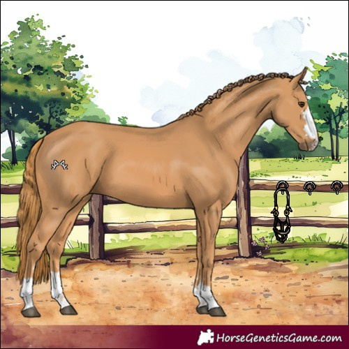 Horse Color:Chestnut 