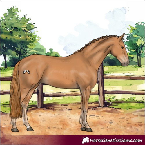 Horse Color:Chestnut 
