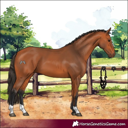 Horse Color:Bay 