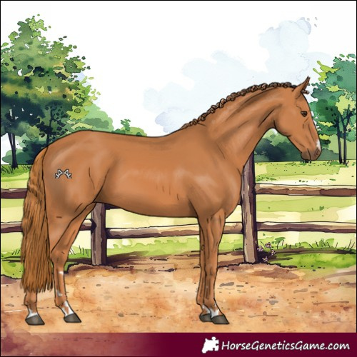 Horse Color:Chestnut 