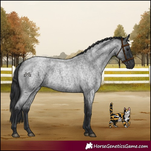 Horse Color:Blue Roan