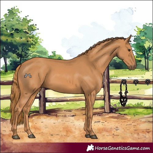 Horse Color:Chestnut 