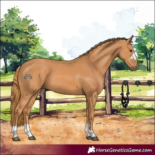 Horse Color:Chestnut 