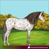 Horse Color:Amber Champagne Near Leopard and Amber Champagne Near Leopard