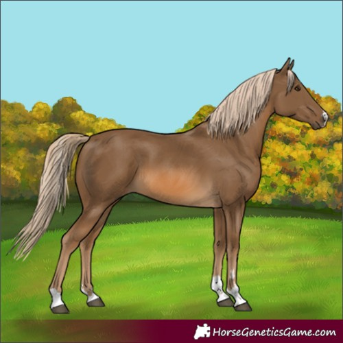 Horse Color:Chocolate Palomino 