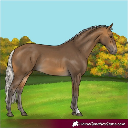 Horse Color:Silver Buckskin 
