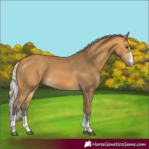 Horse Color:Silver Buckskin 
