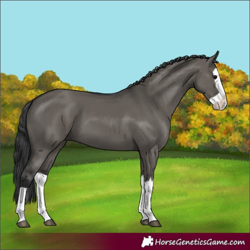 Horse Color:Grullo Splash 