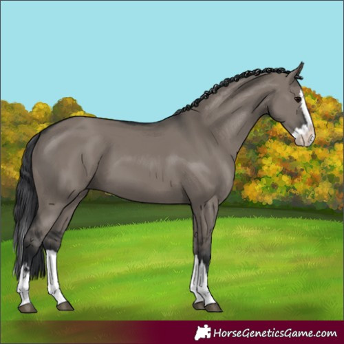 Horse Color:Grullo Splash 