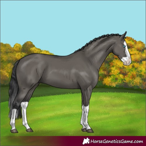 Horse Color:Grullo Splash 