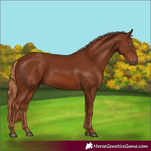 Horse Color:Chestnut Frame 