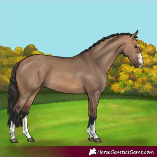 Horse Color:Bay Dun 