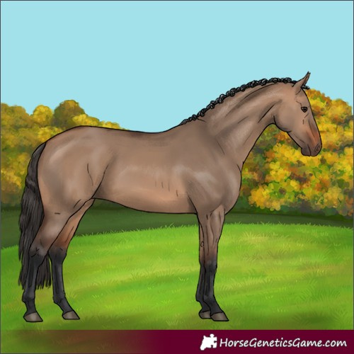 Horse Color:Bay Dun 
