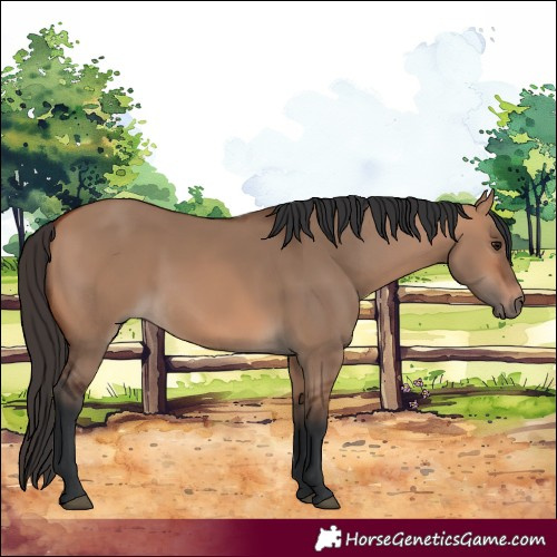 Horse Color:Bay Dun