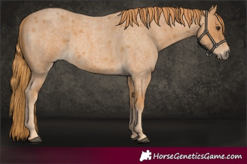 Horse Color:Red Roan