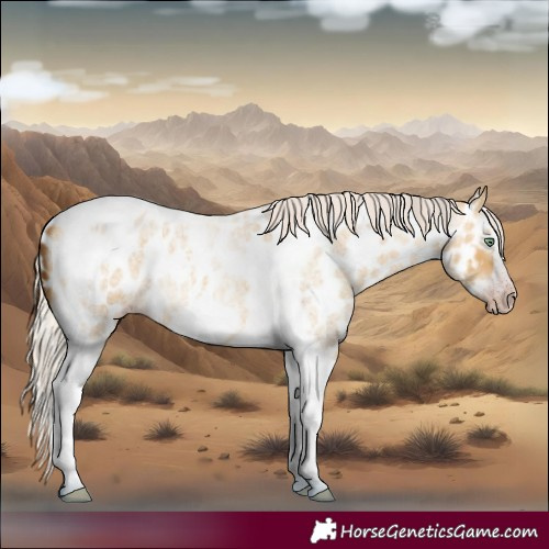 Horse Color:Gray Silver Amber Cream Champagne Roan Dun Splash Tobiano Frame Near Leopard Rabicano