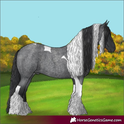Horse Color:Blue Roan Tobiano 