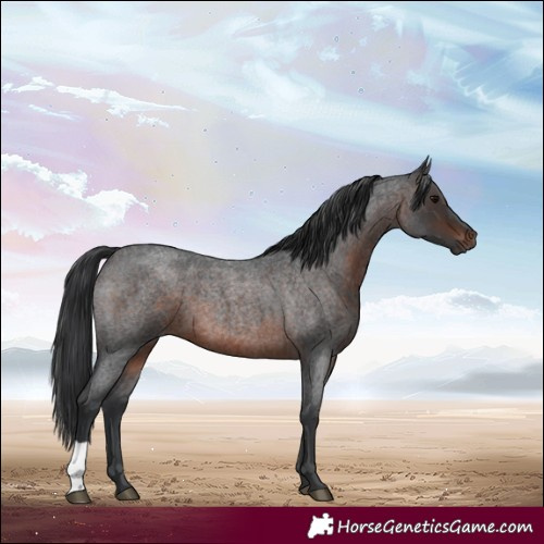 Horse Color:Brown Roan