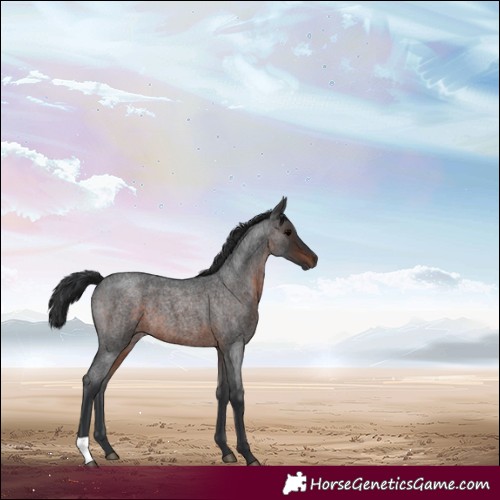 Horse Color:Brown Roan