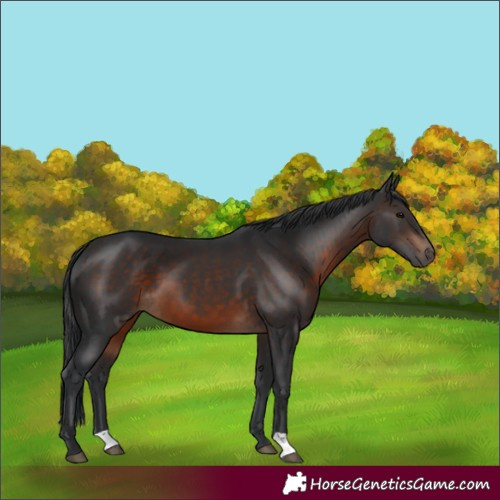 Horse Color:Brown 