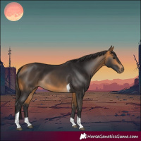 Horse Color:Buckskin Tobiano 