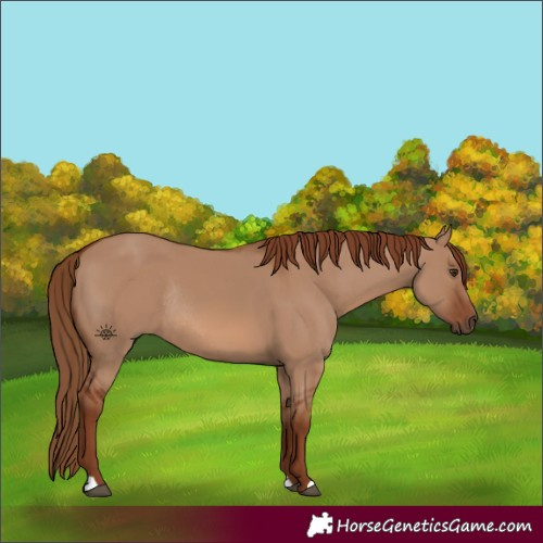 Horse Color:Red Dun Rabicano 