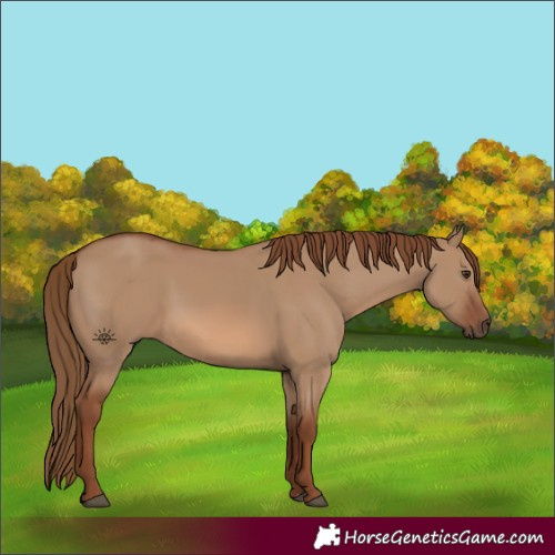 Horse Color:Red Dun Rabicano