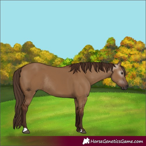 Horse Color:Gray Red Dun Rabicano 