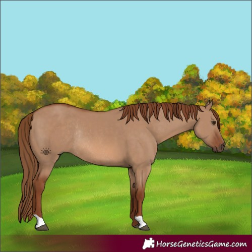 Horse Color:Red Dun Rabicano