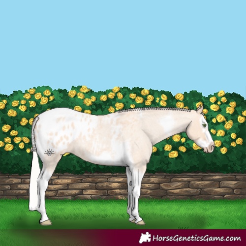 Horse Color:Silver Amber Champagne Roan Dun Splash Tobiano Frame Appaloosa Rabicano 