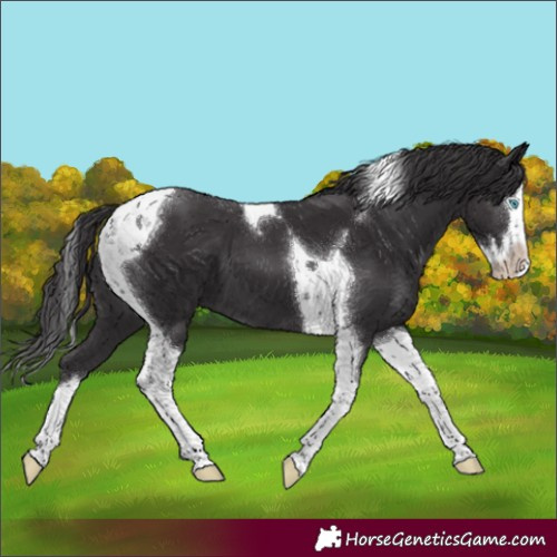 Horse Color:Smoky Black Splash Tobiano
