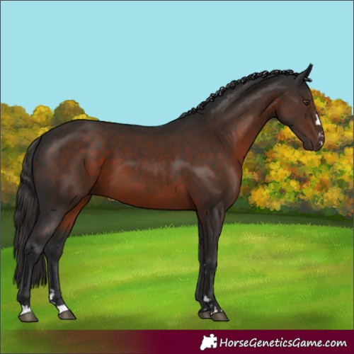 Horse Color:Liver Chestnut