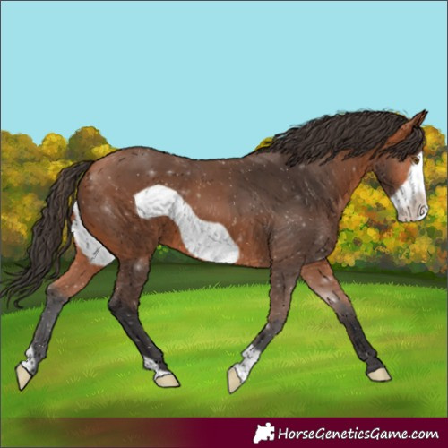 Horse Color:Bay Frame 
