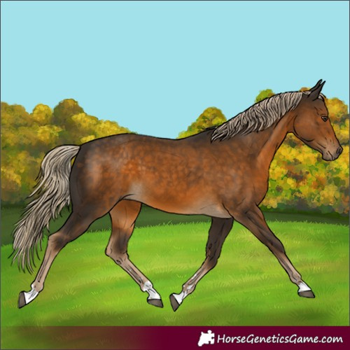 Horse Color:Chocolate Palomino
