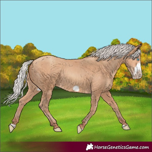 Horse Color:Silver Amber Champagne Frame